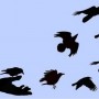 birds